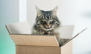 cardboard box history